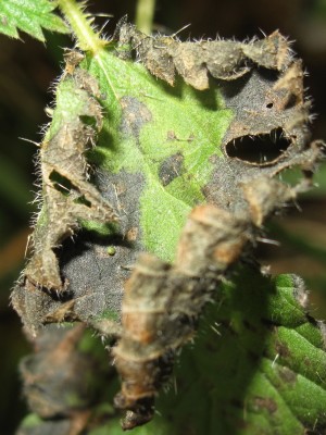 Red Admiral egg (dying) -  Crawley, Sussex 30-Jan-2023