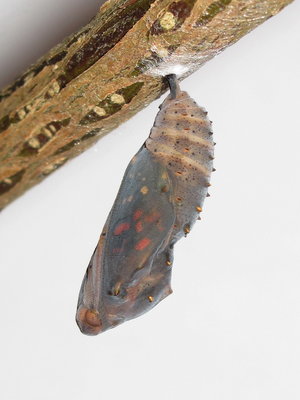 Painted Lady pupa (5 hours before emergence) - Crawley, Sussex 7-May-2018