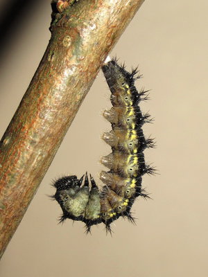 Small Tortoiseshell larva suspended for pupation - Caterham, Surrey 12-June-2013
