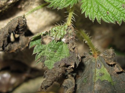 Red Admiral larval shelter (2) -  Crawley, Sussex 30-Jan-2023