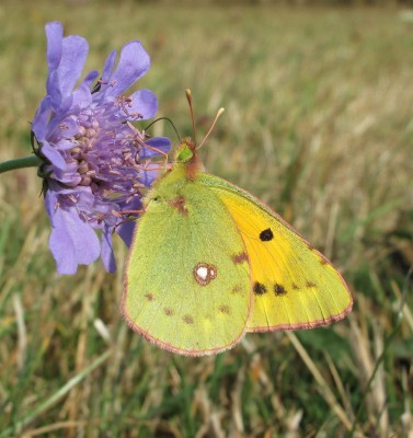 Clouded Yellow female - Birling Gap, Sussex 1-Oct-2009