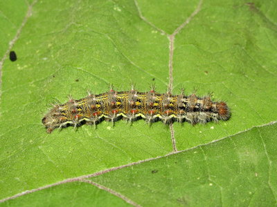 Painted Lady larva 5th instar (coloured form) - Lancing, Sussex 14Sept-2019