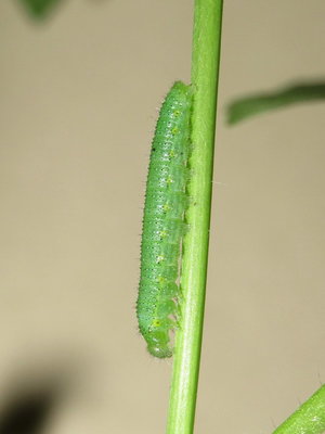 GVW fourth instar larva (pre-moult) - Crawley, Sussex 24-May-2015