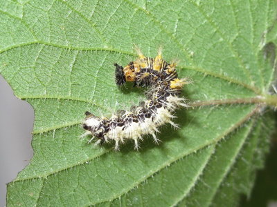 Comma larva (penultimate instar) - Crawley, Sussex 25-July-2017