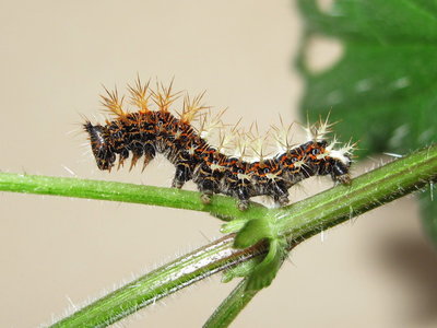 Comma larva (early 5th instar) - Caterham, Surrey 26-August-2012