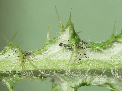 Painted Lady larva (1st instar shelter) - Lancing, Sussex 16-July-2019