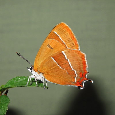 Brown Hairstreak Female (L1) 13-July-11