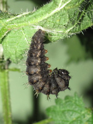 Red Admiral 6th instar larva (pre-pupation) - Crawley, Sussex 3-Apr-2017