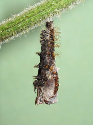 Comma larva pupating - Caterham, Surrey 22-Sept-2012