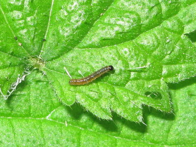 Red Admiral 1st instar larva - Crawley, Sussex 3-Oct-2017