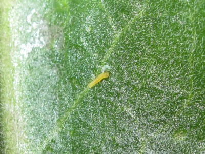 Small White larva eating eggshell - Lancing, Sussex 22-July-2020