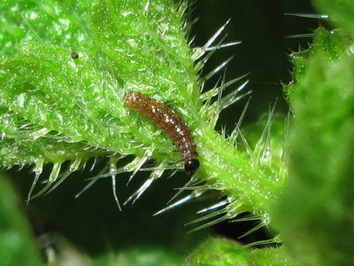 Red Admiral 1st instar larva - Crawley, Sussex 9-Dec-2017