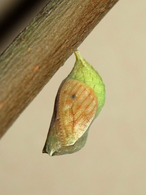 Speckled Wood pupa (21 hours before emergence) - Crawley, Sussex 28-July-2014