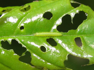 Brimstone larva 1st instar (pre-moult) - Crawley, Sussex 1-June-2017