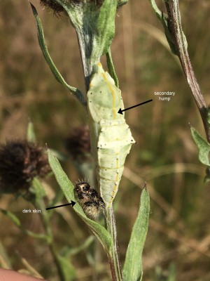 Subject pupa