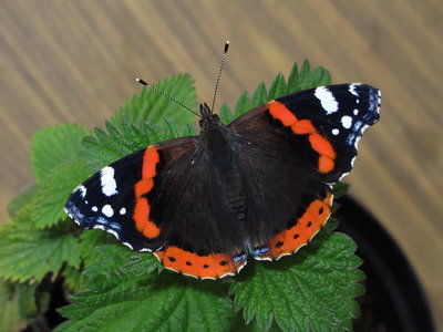 Red Admiral (reared and released) - Caterham, Surrey 9-July-2012