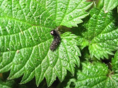 Red Admiral larva (3rd instar) - Crawley, Sussex 9-Jan-2024