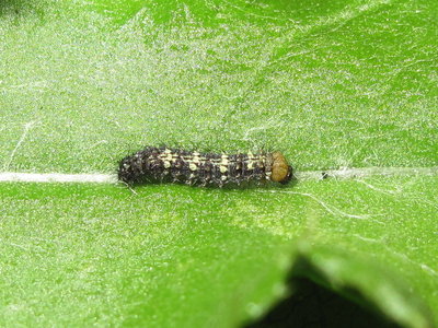 Painted Lady larva 2nd instar (moulting to 3rd) - Crawley, Sussex 15-Aug-2019