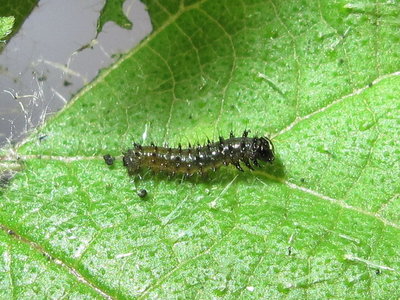 Red Admiral 2nd instar larva - Crawley, Sussex 1-Aug-2017