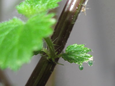 Comma eggs - Crawley, Sussex 12-Aug-2018