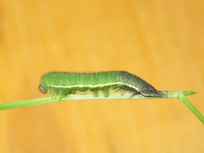 Clouded Yellow larva 4th instar (moulting to 5th instar) - Crawley, Sussex 2-Oct-2020
