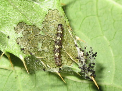Painted Lady larva 2nd instar - Crawley, Sussex 14-Aug-2019