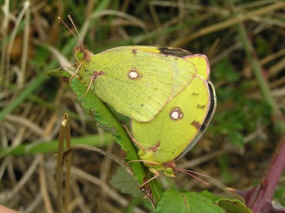 Clouded Yellow pair - Birling Gap, Sussex 28-Sept-2009