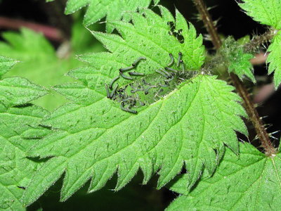 Small Tortoiseshell, 1-day old 1st instar larvae - Caterham, Surrey 20-May-2013