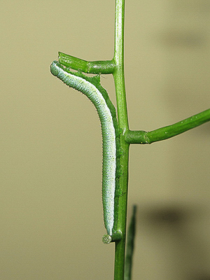 Orange-tip larval feeding damage