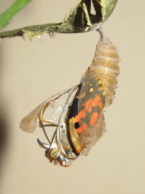Painted lady emerging - Crawley, Sussex 11-Aug-2019
