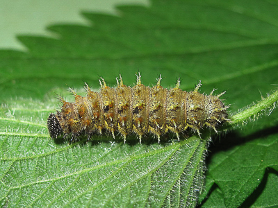 Red Admiral 5th instar larva - Crawley, Sussex 12-Apr-2017 (L12)