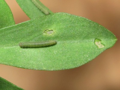 Clouded Yellow larva 2nd instar - Crawley, Sussex 19-Sept-2020