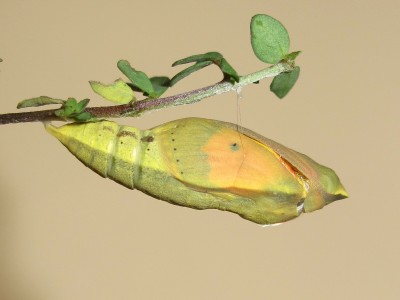 Clouded Yellow pupal case splits - Crawley, Sussex 24-Oct-2020