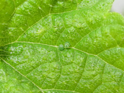 Red Admiral eggs - Lancing, Sussex 20-Oct-2019