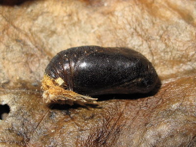 Brown Hairstreak Pupa (L2) 1 day before hatching 4-July-11