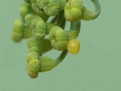 Non-viable Swallowtail egg - Lancing, Sussex 13-July-2023