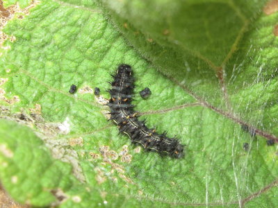Painted Lady larva (4th instar) on Burdock - Lancing, Sussex 7-Sept-2019