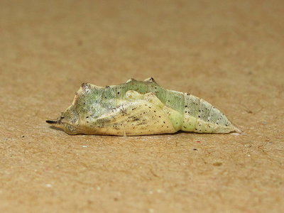 Small White pupa (48 hours before emergence) - Caterham, Surrey 1-May-2014