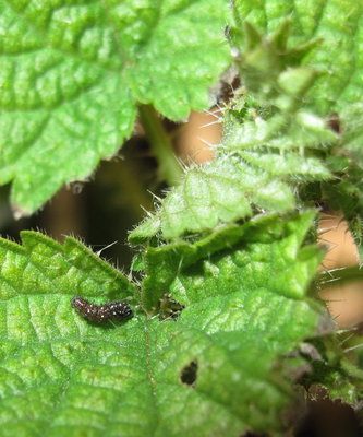Red Admiral 2nd instar plus tent - Lancing, Sussex 17-Feb-2019