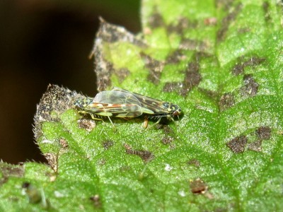 Leafhoppers - Crawley, Sussex 28-Jan-2022