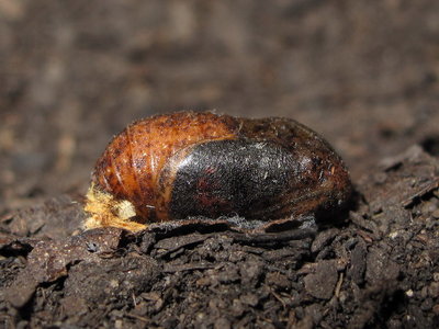 Brown Hairstreak pupa (L1) 10-July-11 (3 days before hatching)