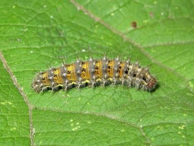 Painted Lady larva (5th instar) - Lancing, Sussex 13-Sept-2019