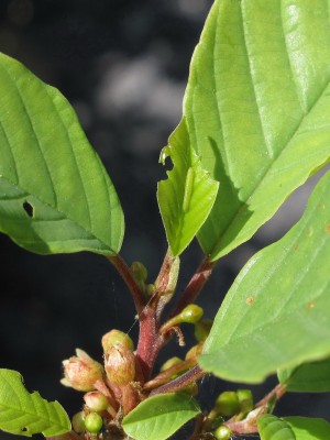 Brimstone 1st instar larva 21-May-2020