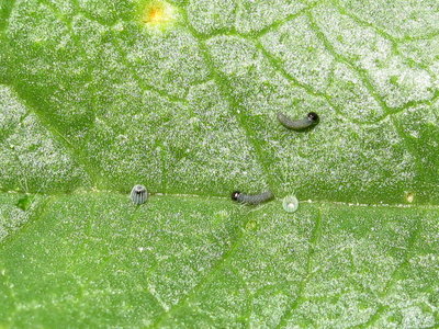 Painted Lady larvae 1st instars and ova - Lancing, Sussex 30-Aug-2019