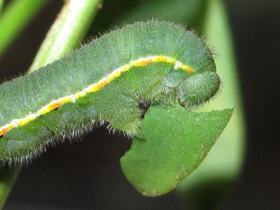Clouded Yellow larva 5th instar - Crawley, Sussex 8-Oct-2020