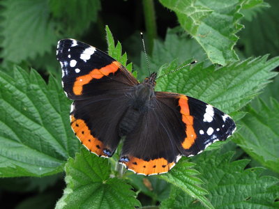 Red Admiral release - Crawley, Sussex 23-Apr-2017