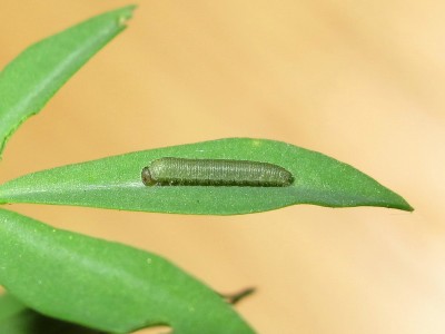 Clouded Yellow larva 2nd instar (pre-moult) - Crawley, Sussex 23-Sept-2020