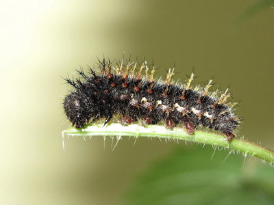 Red Admiral (early) 6th instar larva - Crawley, Sussex 28-Mar-2017