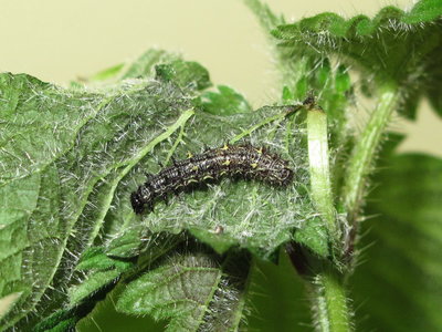 Red Admiral 4th instar larva - Crawley, Sussex 8-Mar-2017