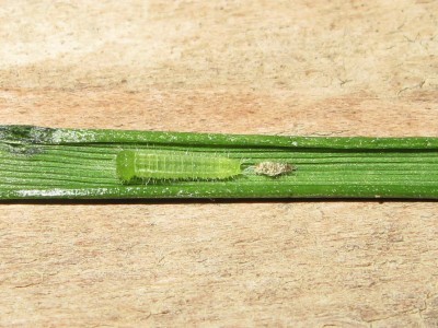 Speckled Wood larva (fresh second instar) - Crawley, Sussex 6-June-2014